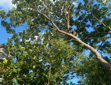 dịch vụ cắt tỉa cây xanh  phường thuận an bình dương 
