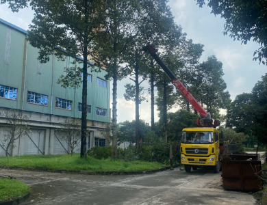 Dịch vụ chăm sóc cây cảnh định kỳ - Chuyên nghiệp, giá tốt, dọn sạch