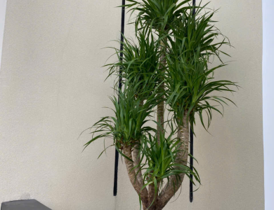 thi công trồng cây cảnh trên sân thượng và ban công 