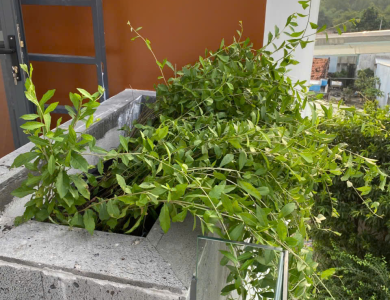 thi công trồng cây cảnh trên sân thượng và ban công 
