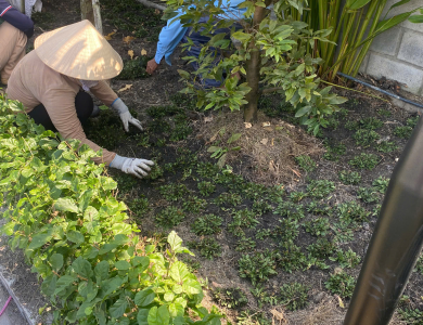 cắt tỉa dọn dẹp sân vườn đón tết tại bình dương hồ chí minh 