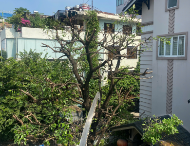 dịch vụ cắt tỉa cây xanh sân vườn biệt thự 
