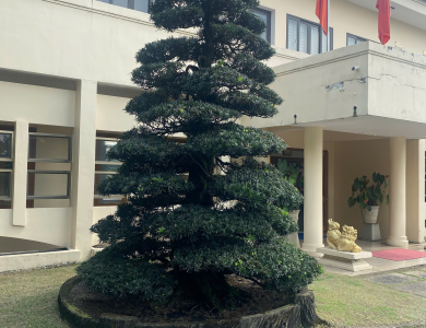 Dịch Vụ Cây Xanh Bình Dương Uy Tín – Giá Tốt – Thi Công Nhanh