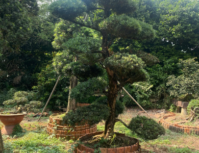 Chuyên cắt tỉa cây bonsai tại nhà Bình dương - Nghệ thuật & tinh tế