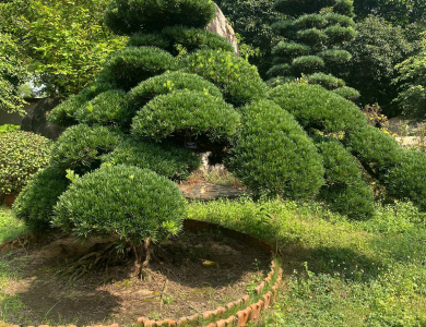 Chuyên cắt tỉa cây bonsai tại nhà Hồ Chí Minh - Nghệ thuật & tinh tế