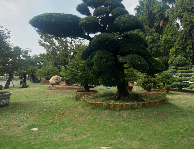 Chuyên cắt tỉa cây bonsai tại nhà - Nghệ thuật & tinh tế, dọn sạch