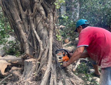 dịch vụ cắt tỉa cây xanh tại lái thiêu 
