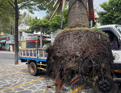 Dịch vụ di dời bứng cây Bình Dương