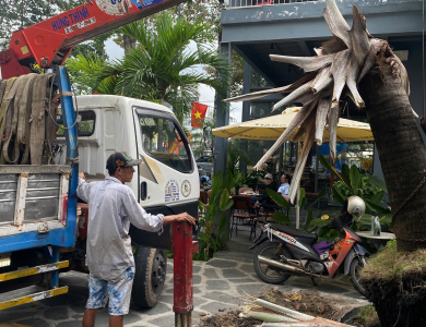 Dịch vụ di dời bứng cây Bình Dương