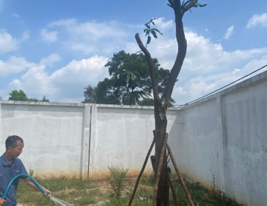 Dịch vụ di dời bứng cây Bình Dương