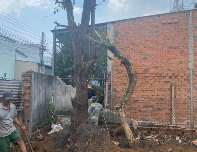dịch vụ di dời bứng gốc cây nhanh giá rẻ tại hồ chí minh 