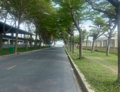 Dịch Vụ Cưa Cây Chặt Cây Bình Dương 