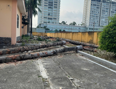 Cắt Tỉa Cây Xanh TP.HCM Uy Tín – An Toàn – Giá Rẻ Nhất