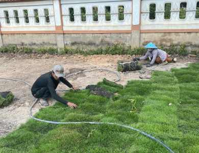  Dịch vụ trồng cỏ sân vườn tại TP Hồ Chí Minh
