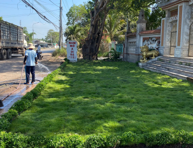  Dịch vụ trồng cỏ sân vườn tại TP Hồ Chí Minh