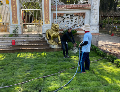  Dịch vụ trồng cỏ sân vườn tại TP Hồ Chí Minh
