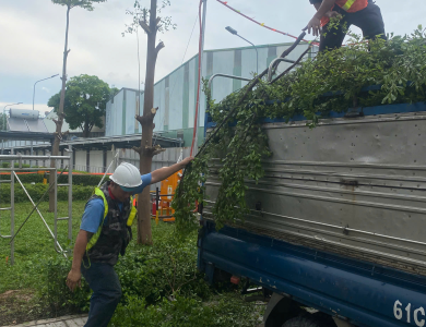 Dịch vụ cưa cây xanh thành phố hồ chí minh bình dương 