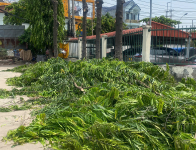 DỰ ÁN CẮT TỈA CÂY XANH THỰC TẾ TẠI KHUÔN VIÊN NHÀ XƯỞNG BÌNH DƯƠNG