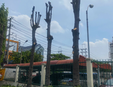 DỰ ÁN CẮT TỈA CÂY XANH THỰC TẾ TẠI KHUÔN VIÊN NHÀ XƯỞNG BÌNH DƯƠNG