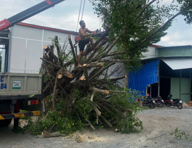 DỰ ÁN CẮT TỈA CÂY XANH THỰC TẾ TẠI KHUÔN VIÊN NHÀ XƯỞNG BÌNH DƯƠNG
