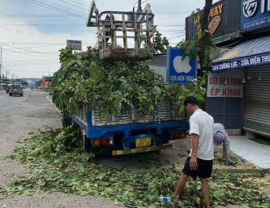DỰ ÁN CẮT TỈA CÂY XANH THỰC TẾ TẠI KHUÔN VIÊN NHÀ XƯỞNG BÌNH DƯƠNG