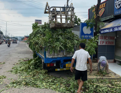 DỰ ÁN CẮT TỈA CÂY XANH THỰC TẾ TẠI KHUÔN VIÊN NHÀ XƯỞNG BÌNH DƯƠNG
