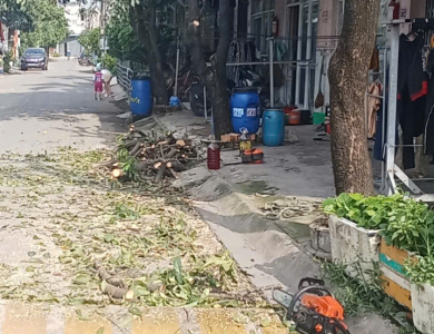 cắt tỉa cây xanh phường An Phú Bình Dương