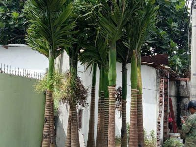 DỰ ÁN THI CÔNG TIỂU CẢNH SÂN VƯỜN BIỆT THỰ TẠI BÌNH DƯƠNG