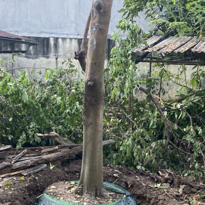 Di dời cây xanh bến cát