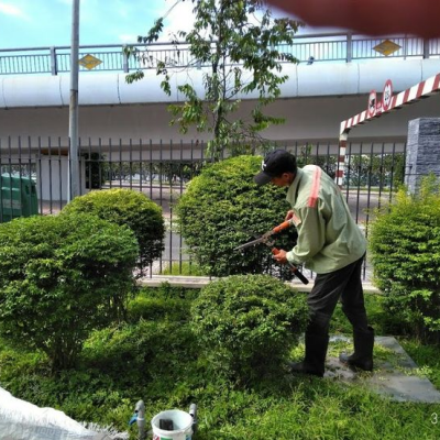 di dời cây xanh thuận an