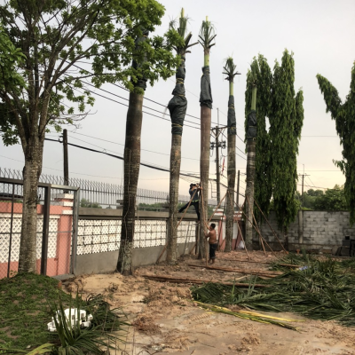 Các loại cây trồng công trình miền Nam