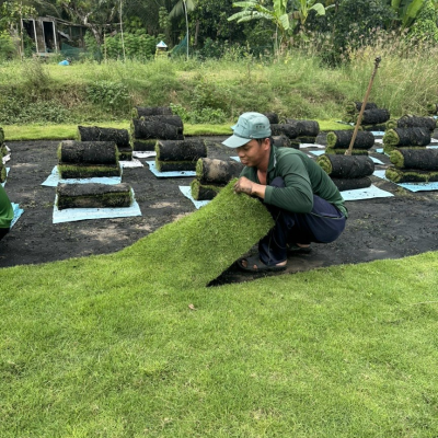 trồng cỏ sân vườn đồng nai 