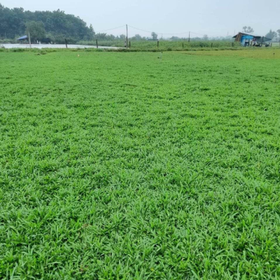 dịch vụ trồng cỏ cảnh tại kcn minh hưng 