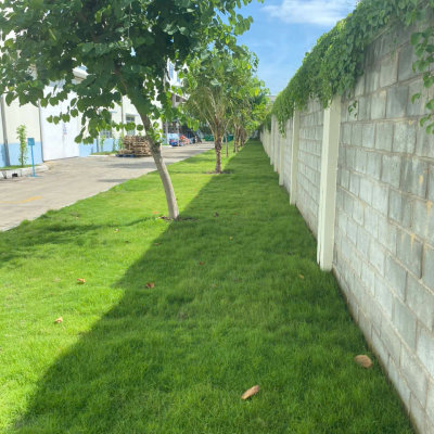 dịch vụ trồng cỏ cảnh tại kcn bắc đồng phú bình phước 
