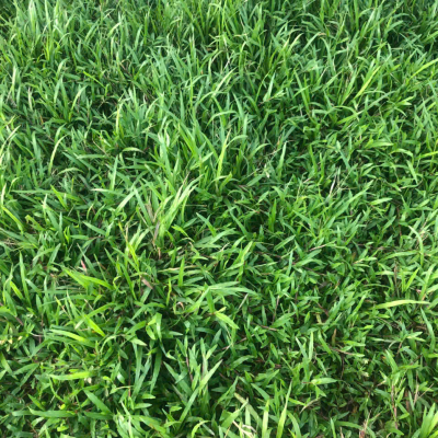 Trồng cỏ giá rẻ tại bình dương hcm
