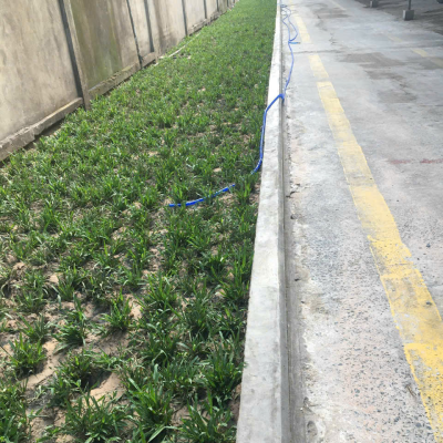trồng cỏ lá gừng thường tại bình dương 