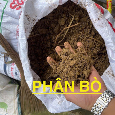 cung cấp phân bò tại bình dương 