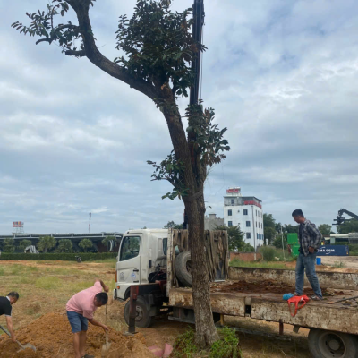 trồng cây bình dương hồ chí minh 