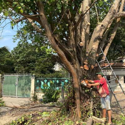 dịch vụ cắt tỉa cây xanh phường thới hoà hcm