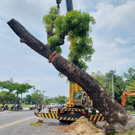 CÂY XANH TRẦN LONG
