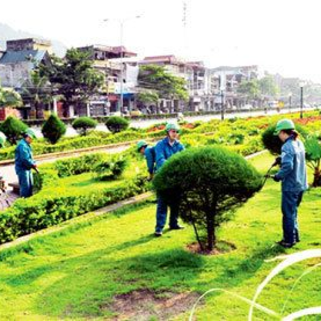 Di dời cây xanh thủ đức