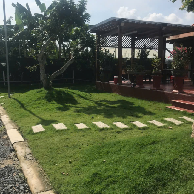 Dịch vụ trồng cỏ cảnh tại Củ Chi