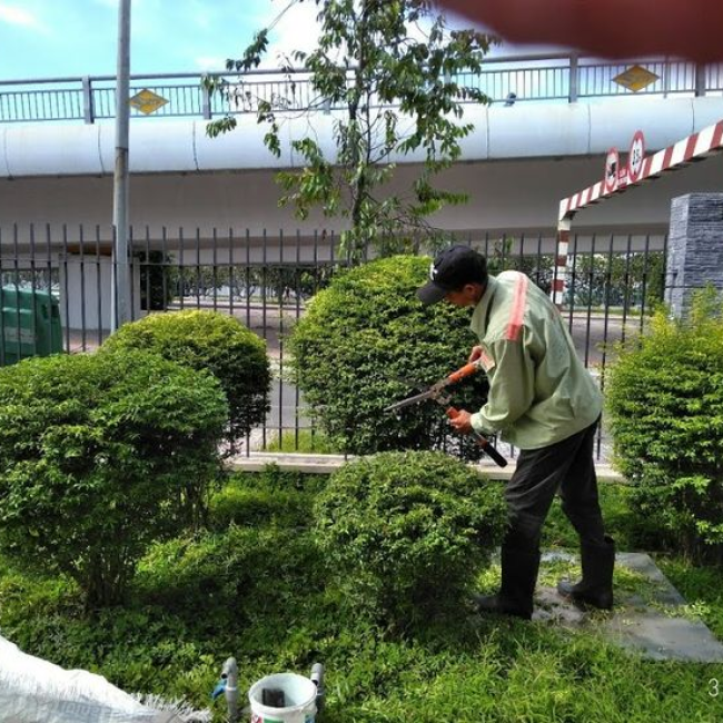 di dời cây xanh thuận an