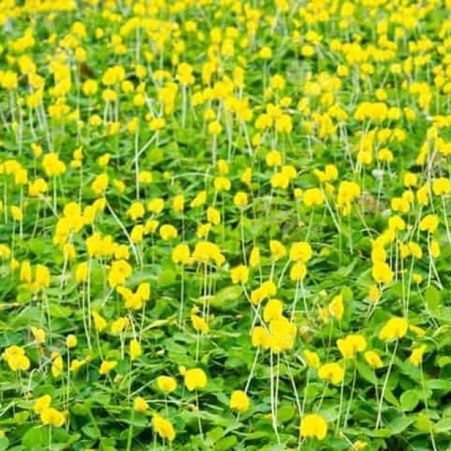 Dịch Vụ Trồng Cỏ  KCN Đồng Nai