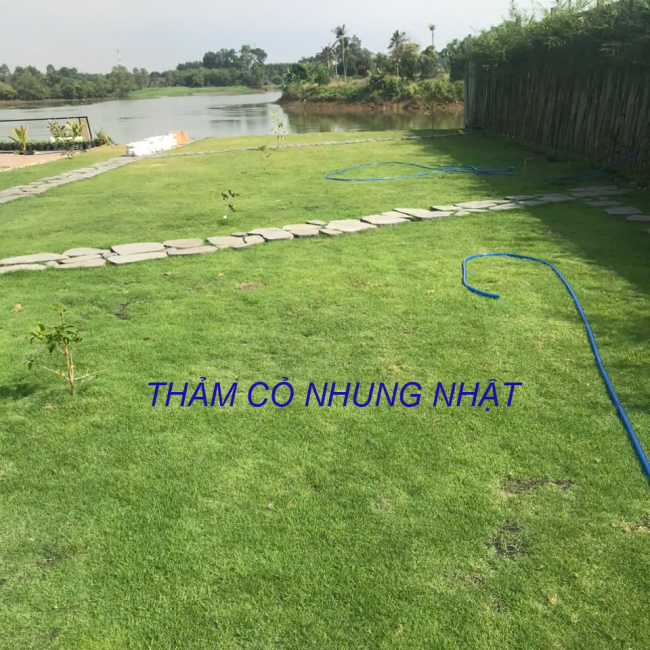 giá 1 m cỏ nhung là bao nhiêu 