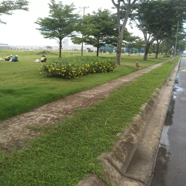 trồng cỏ sân vườn kcn bàu bàng