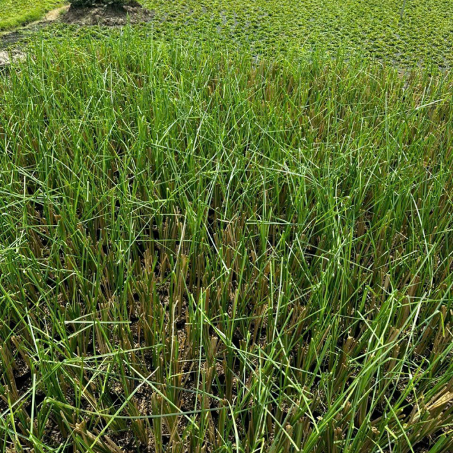 dịch vụ trồng cỏ sân vườn tp mới bình dương 