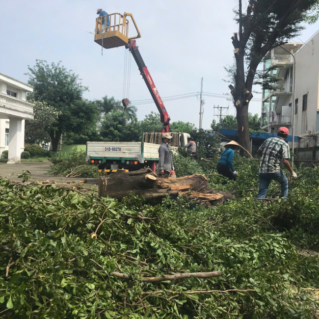 cắt tỉa cây xanh Bình Dương hcm