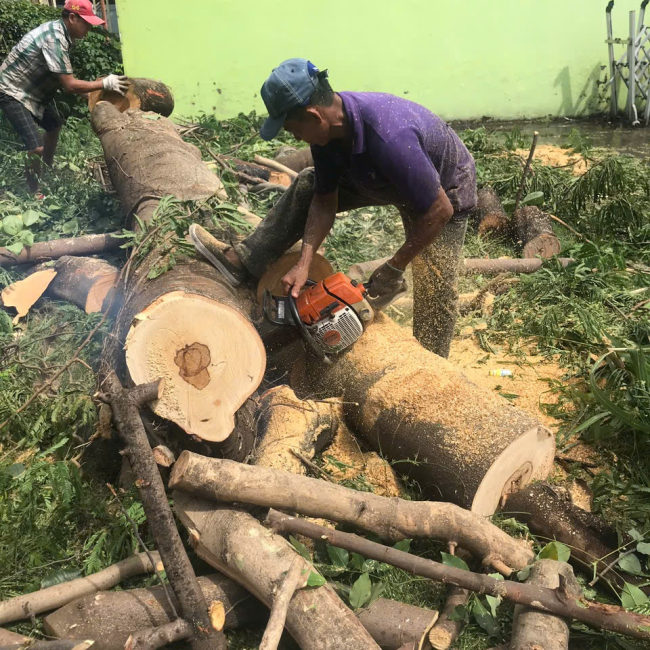 dịch vụ cắt tỉa cây xanh tại phường thủ đức 