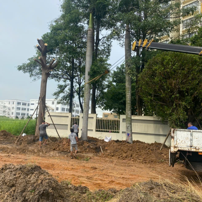 dịch vụ di dời cây xanh tại kcn viship 123